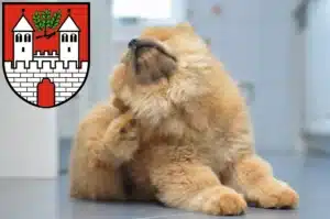 Mehr über den Artikel erfahren Chow-Chow Züchter und Welpen in Eschwege