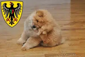 Mehr über den Artikel erfahren Chow-Chow Züchter und Welpen in Esslingen am Neckar
