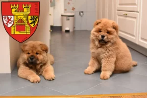 Mehr über den Artikel erfahren Chow-Chow Züchter und Welpen in Euskirchen