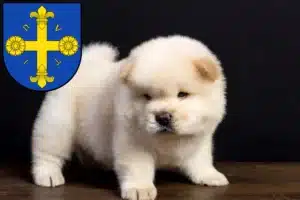 Mehr über den Artikel erfahren Chow-Chow Züchter und Welpen in Eutin