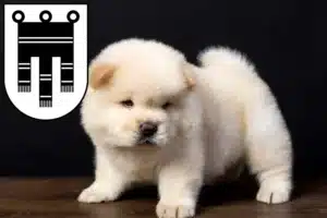 Mehr über den Artikel erfahren Chow-Chow Züchter und Welpen in Feldkirch