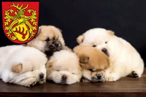 Mehr über den Artikel erfahren Chow-Chow Züchter und Welpen in Forst (Lausitz)
