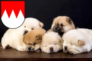 Mehr über den Artikel erfahren Chow-Chow Züchter und Welpen in Franken