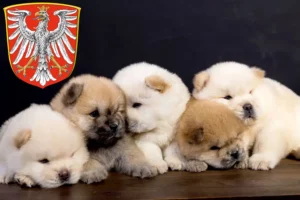 Mehr über den Artikel erfahren Chow-Chow Züchter und Welpen in Frankfurt am Main