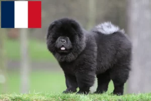 Mehr über den Artikel erfahren Chow-Chow Züchter und Welpen in Frankreich