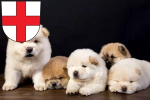 Mehr über den Artikel erfahren Chow-Chow Züchter und Welpen in Freiburg im Breisgau
