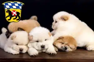 Mehr über den Artikel erfahren Chow-Chow Züchter und Welpen in Freising