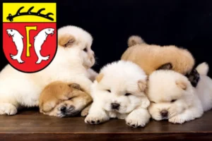 Mehr über den Artikel erfahren Chow-Chow Züchter und Welpen in Freudenstadt