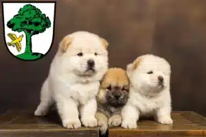 Mehr über den Artikel erfahren Chow-Chow Züchter und Welpen in Freyung