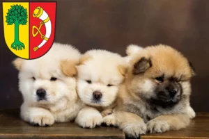 Mehr über den Artikel erfahren Chow-Chow Züchter und Welpen in Friedrichshafen
