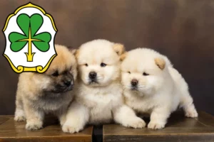 Mehr über den Artikel erfahren Chow-Chow Züchter und Welpen in Fürth