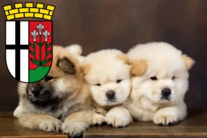 Mehr über den Artikel erfahren Chow-Chow Züchter und Welpen in Fulda