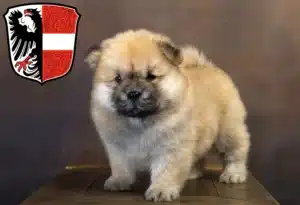 Mehr über den Artikel erfahren Chow-Chow Züchter und Welpen in Garmisch-Partenkirchen