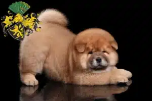 Mehr über den Artikel erfahren Chow-Chow Züchter und Welpen in Gera