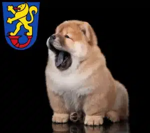Mehr über den Artikel erfahren Chow-Chow Züchter und Welpen in Gifhorn
