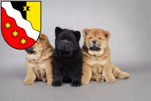 Mehr über den Artikel erfahren Chow-Chow Züchter und Welpen in Glarus