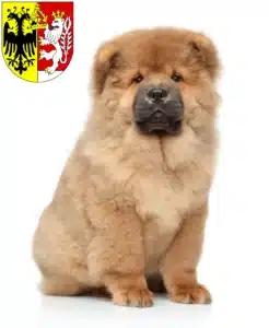 Mehr über den Artikel erfahren Chow-Chow Züchter und Welpen in Görlitz