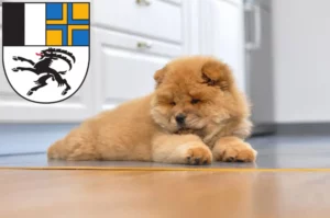 Mehr über den Artikel erfahren Chow-Chow Züchter und Welpen in Graubünden
