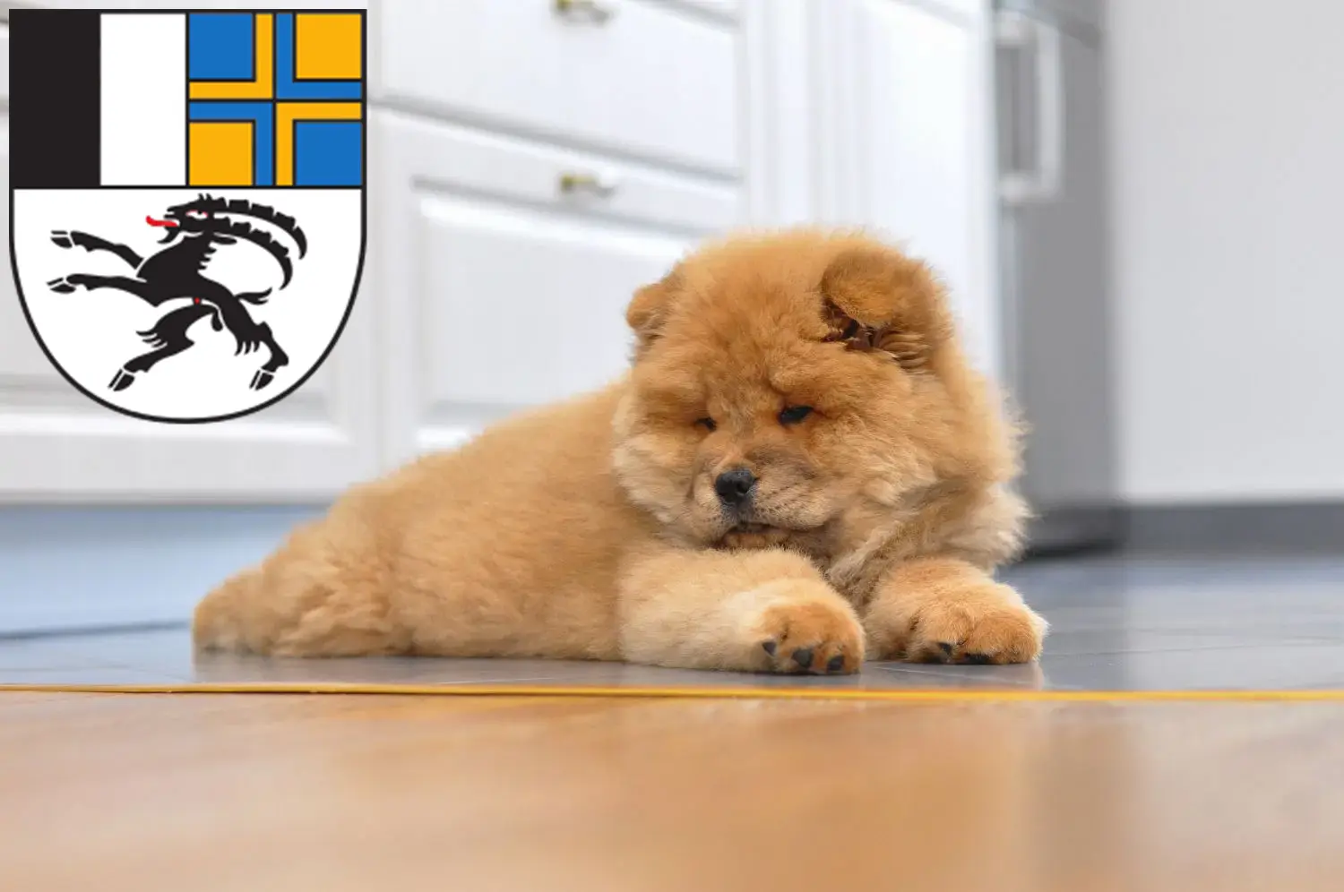 Mehr über den Artikel erfahren Chow-Chow Züchter und Welpen in Graubünden