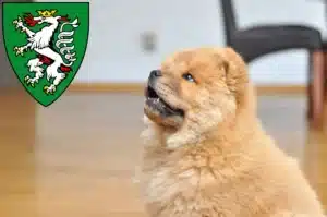 Mehr über den Artikel erfahren Chow-Chow Züchter und Welpen in Graz