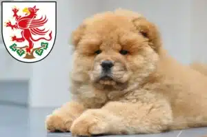 Mehr über den Artikel erfahren Chow-Chow Züchter und Welpen in Greifswald