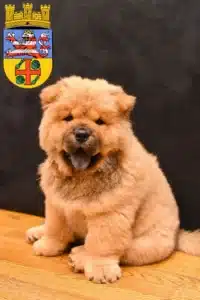 Mehr über den Artikel erfahren Chow-Chow Züchter und Welpen in Groß-Gerau