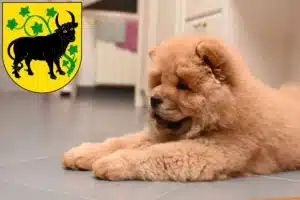 Mehr über den Artikel erfahren Chow-Chow Züchter und Welpen in Güstrow