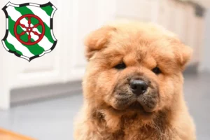 Mehr über den Artikel erfahren Chow-Chow Züchter und Welpen in Gütersloh