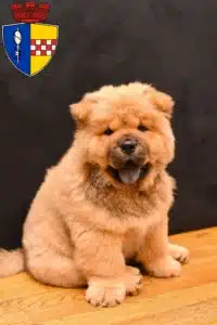 Mehr über den Artikel erfahren Chow-Chow Züchter und Welpen in Gummersbach