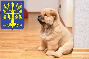 Mehr über den Artikel erfahren Chow-Chow Züchter und Welpen in Hagen