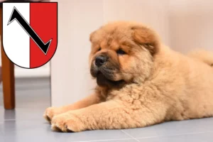 Mehr über den Artikel erfahren Chow-Chow Züchter und Welpen in Halberstadt