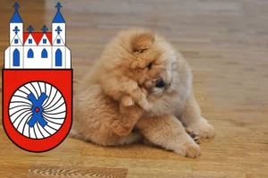 Mehr über den Artikel erfahren Chow-Chow Züchter und Welpen in Hameln