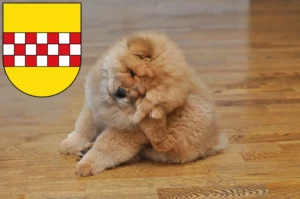 Mehr über den Artikel erfahren Chow-Chow Züchter und Welpen in Hamm