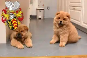 Mehr über den Artikel erfahren Chow-Chow Züchter und Welpen in Hanau