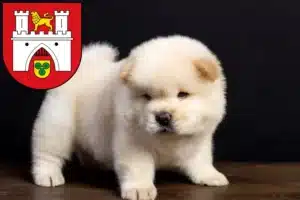Mehr über den Artikel erfahren Chow-Chow Züchter und Welpen in Hannover