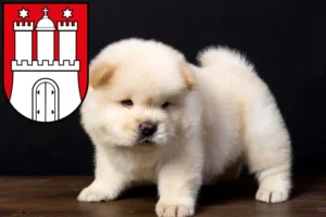 Mehr über den Artikel erfahren Chow-Chow Züchter und Welpen in Harburg