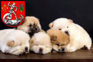 Mehr über den Artikel erfahren Chow-Chow Züchter und Welpen in Heide (Holstein)
