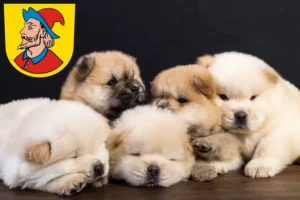 Mehr über den Artikel erfahren Chow-Chow Züchter und Welpen in Heidenheim an der Brenz