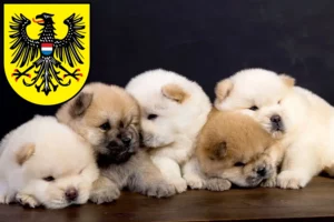 Mehr über den Artikel erfahren Chow-Chow Züchter und Welpen in Heilbronn