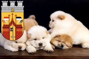 Mehr über den Artikel erfahren Chow-Chow Züchter und Welpen in Herford