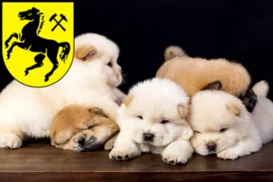 Mehr über den Artikel erfahren Chow-Chow Züchter und Welpen in Herne