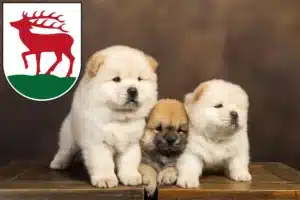 Mehr über den Artikel erfahren Chow-Chow Züchter und Welpen in Herzberg (Elster)