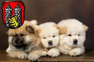 Mehr über den Artikel erfahren Chow-Chow Züchter und Welpen in Hof (Saale)