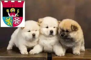 Mehr über den Artikel erfahren Chow-Chow Züchter und Welpen in Hofheim am Taunus