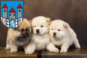 Mehr über den Artikel erfahren Chow-Chow Züchter und Welpen in Holzminden