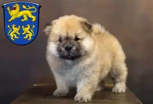 Mehr über den Artikel erfahren Chow-Chow Züchter und Welpen in Homberg (Efze)