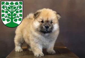 Mehr über den Artikel erfahren Chow-Chow Züchter und Welpen in Homburg
