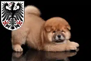Mehr über den Artikel erfahren Chow-Chow Züchter und Welpen in Ingelheim am Rhein