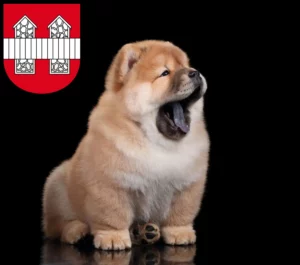 Mehr über den Artikel erfahren Chow-Chow Züchter und Welpen in Innsbruck