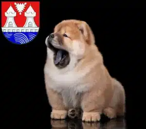 Mehr über den Artikel erfahren Chow-Chow Züchter und Welpen in Itzehoe